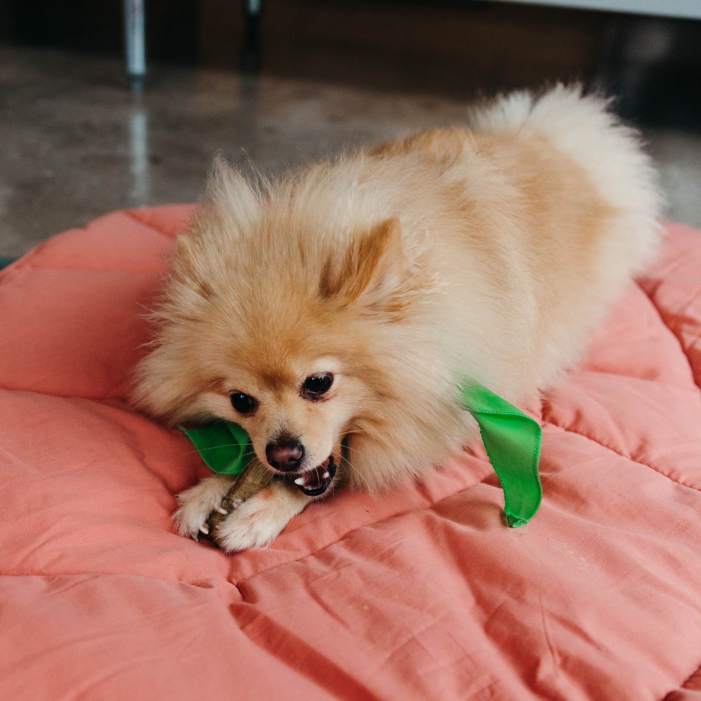 v-dog breath bones
