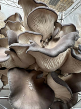 Specialty Mushroom Share — Hand-Harvested Clusters - Vegan America
