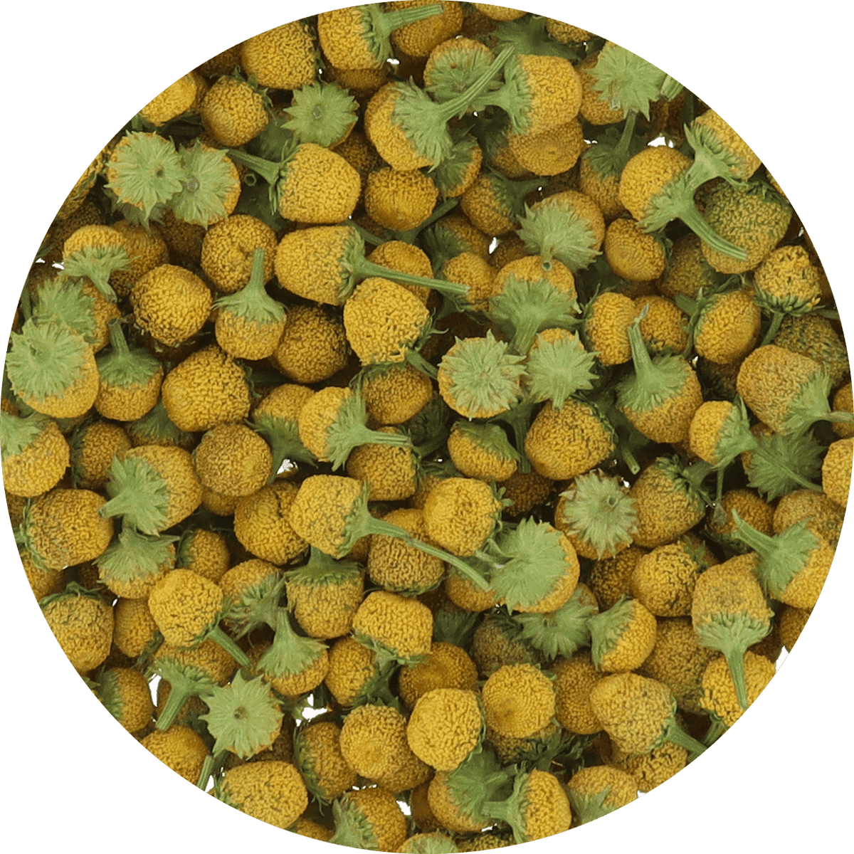 Freeze Dried Buzz Button Edible Flower - Vegan America