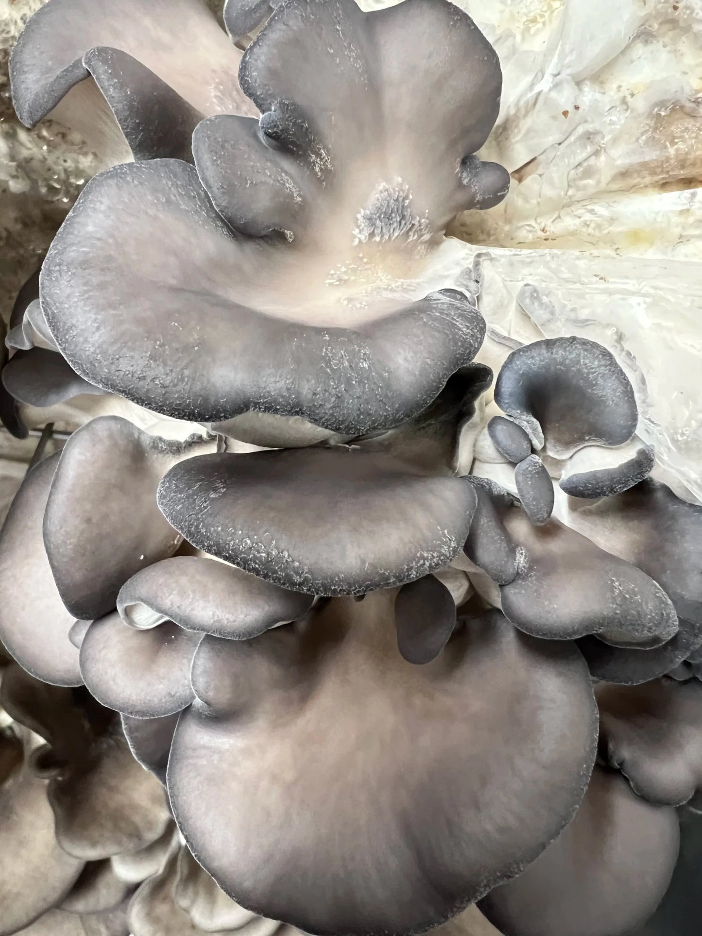 Specialty Mushroom Share — Hand-Harvested Clusters - Vegan America