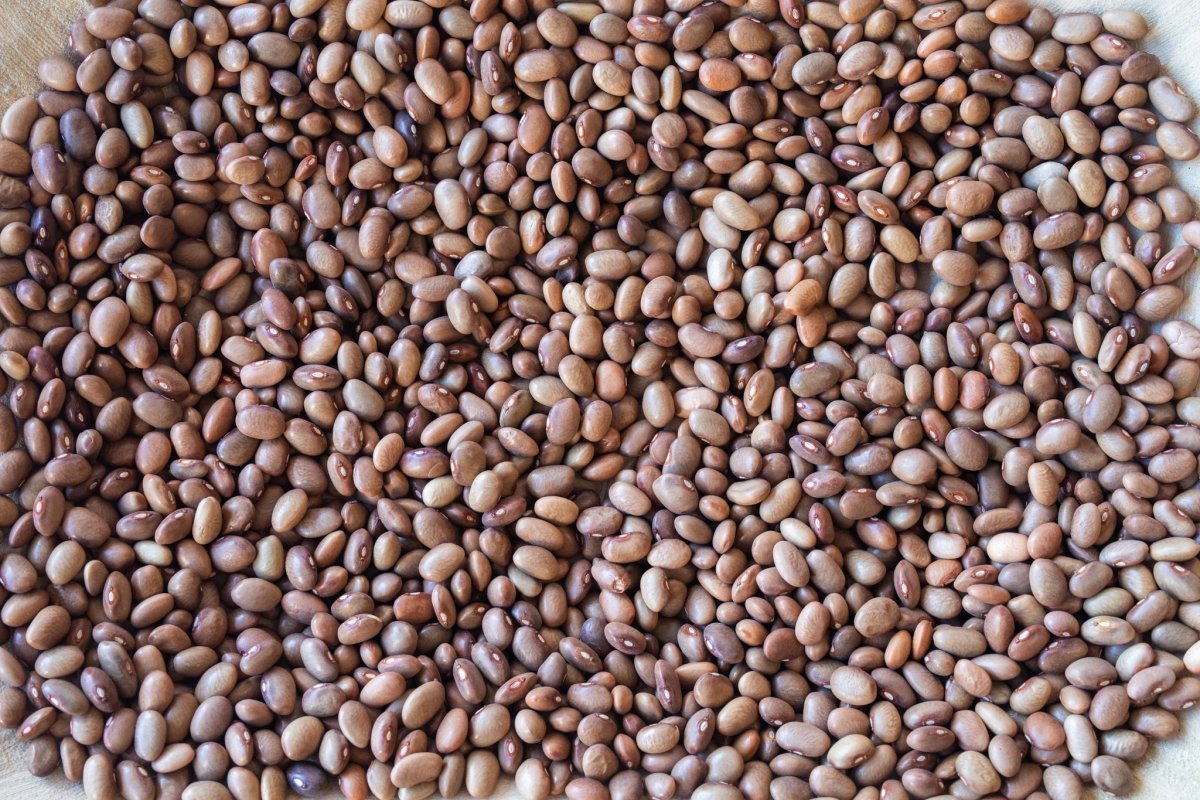 Bayo Chocolate Bean