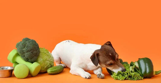 Celebrate Rescue Dogs with Plant-Based Love: How a Diet Shift Can Help the Planet - Vegan America