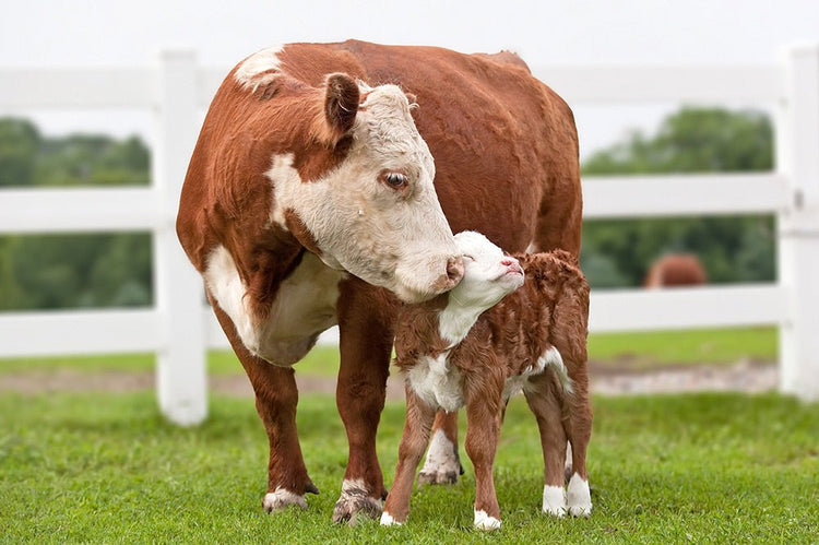 Mother's Day Collection - Vegan America