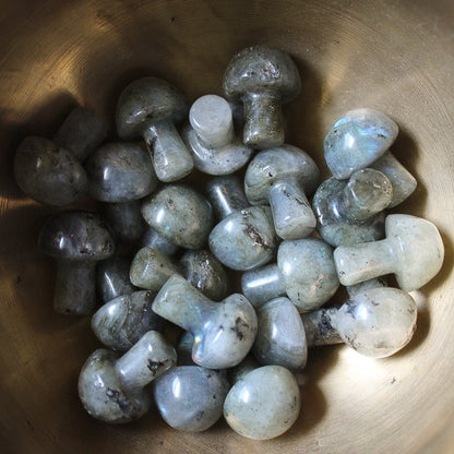 Mini Crystal Mushrooms - Vegan America