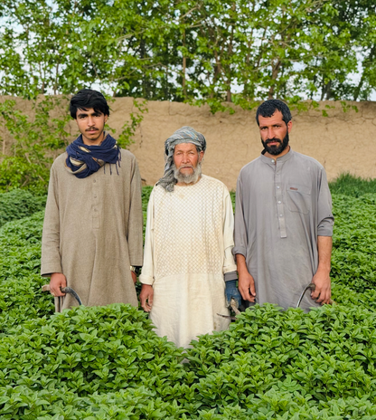 Herati Mint Leaves Extra Aromatic - Single Origin