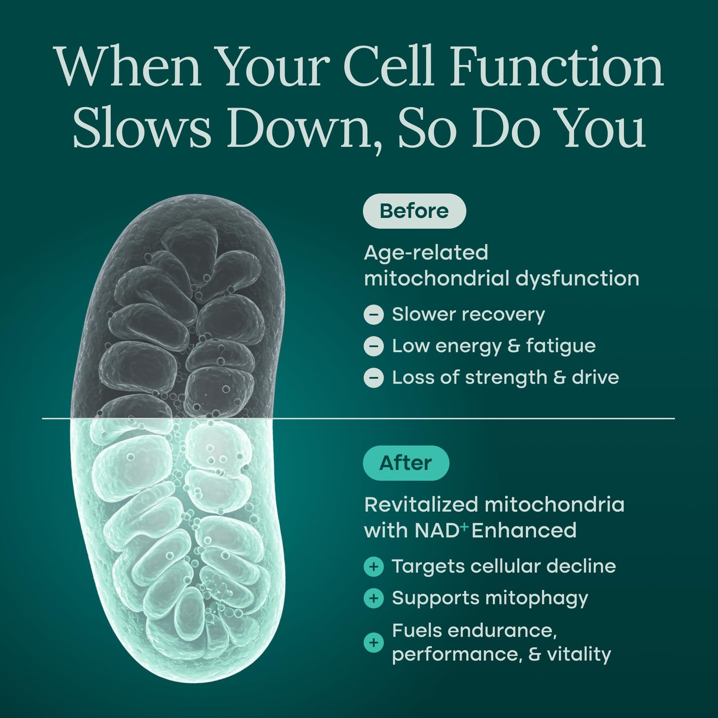 Liposomal NAD+ Supplement - Resveratrol, Urolithin A, CoQ10 & Muira Puama - Vegan America