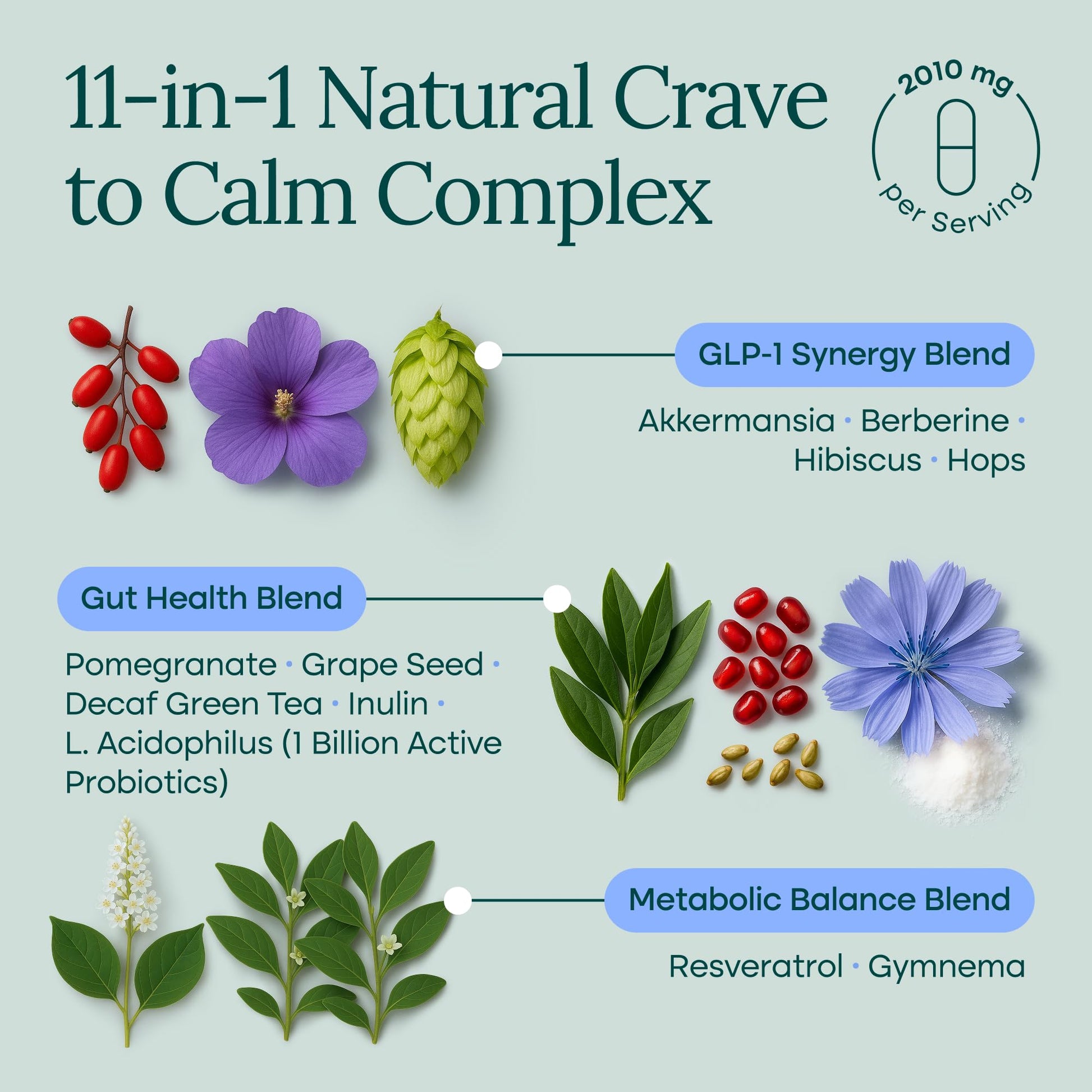 GLP - 1 Probiotic Supplement - Appetite Control for Men and Women with Akkermansia, Berberine, Inulin - Vegan America