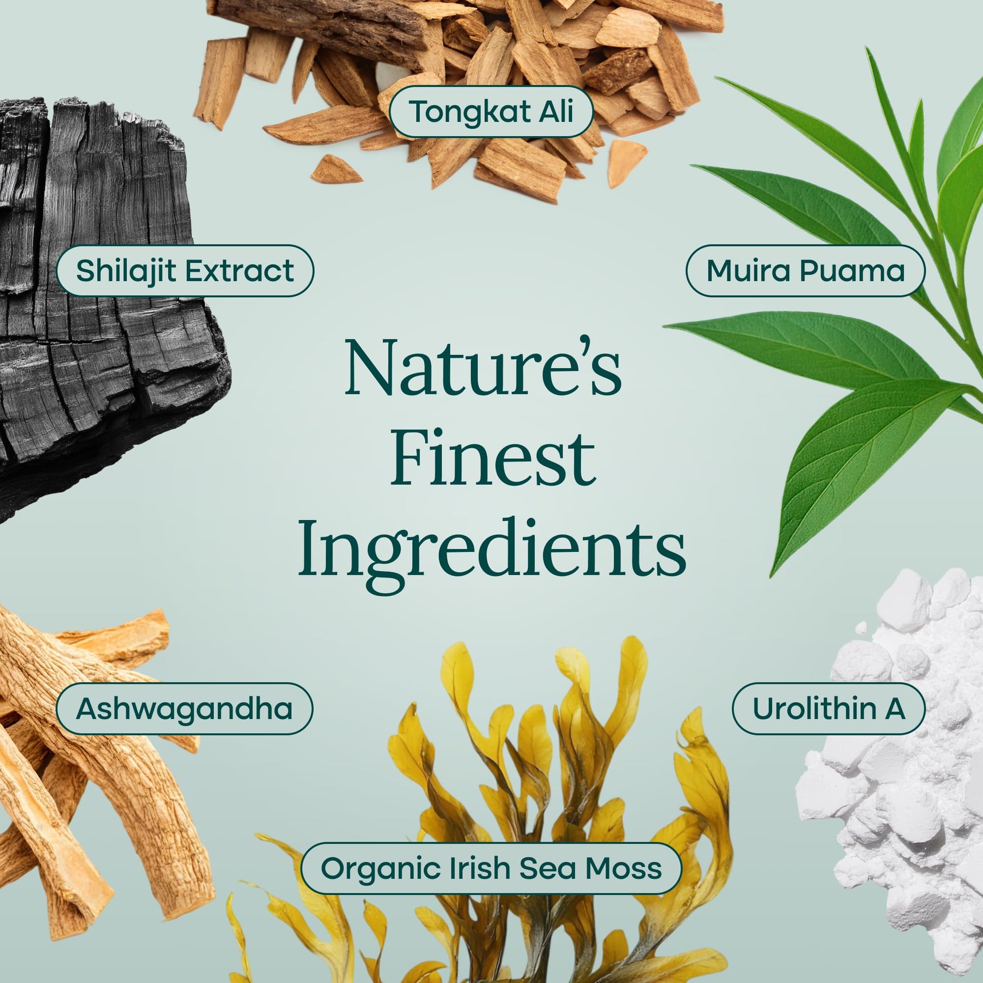 Urolithin - A Complex w Shilajit, Organic Sea Moss, Ashwagandha & Tongkat Ali - Vegan America