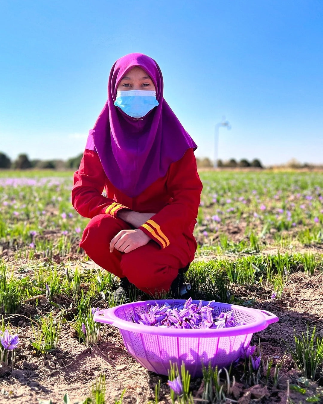 Heray Saffron Superior Negin Quality