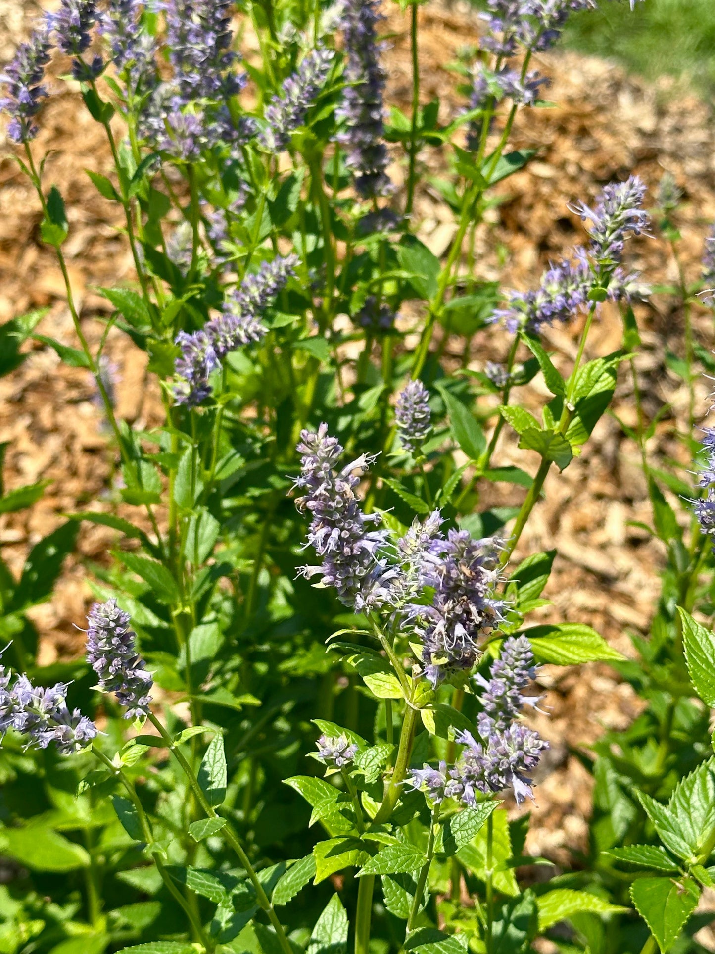 RESPIRATOR-EASE • Loose leaf herbal tea for Respiratory support with American-grown & organic Mullein, Licorice root, Anise Hyssop, Slippery Elm and Calendula