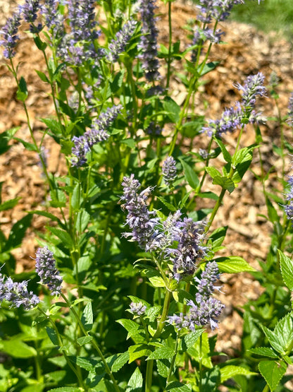 RESPIRATOR-EASE • Loose leaf herbal tea for Respiratory support with American-grown & organic Mullein, Licorice root, Anise Hyssop, Slippery Elm and Calendula