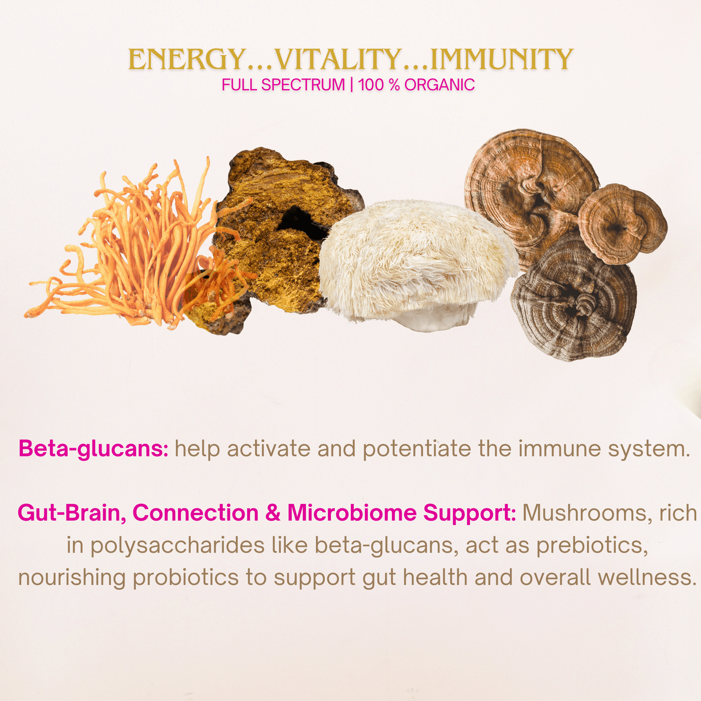 Organic Mushroom Powder Bundle | Chaga, Reishi, Cordyceps, & Lion's Mane Superfoods - Vegan America