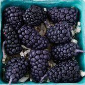 Blackberry Basket - Vegan America
