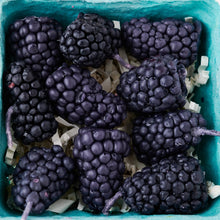 Blackberry Basket