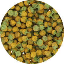 Freeze Dried Buzz Button Edible Flower
