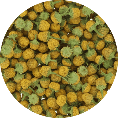 Freeze Dried Buzz Button Edible Flower - Vegan America