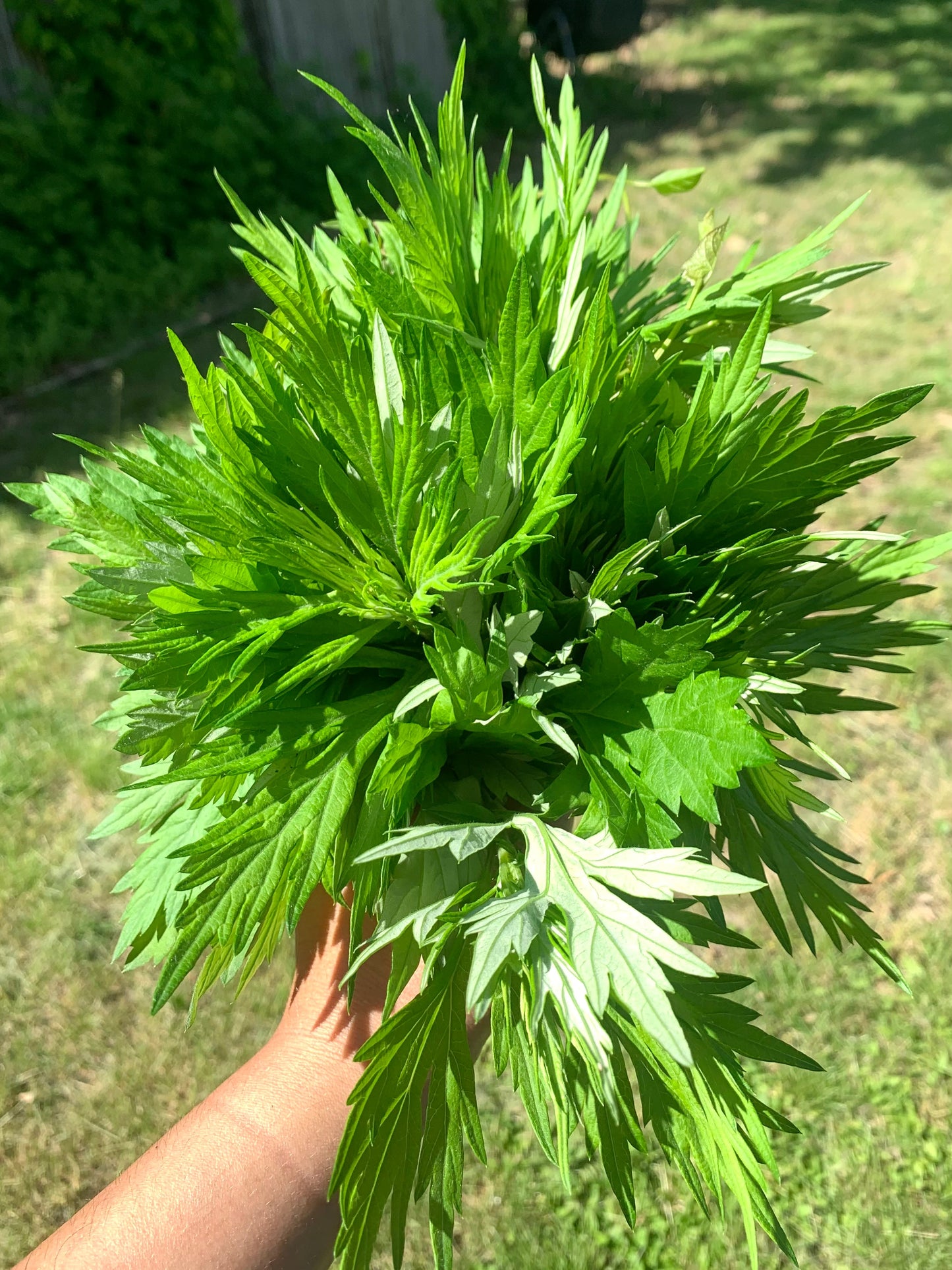 DREAMY | Loose herbal smoking blend • Organic & wildcrafted mullein, mugwort, mint, and sage for calming, sweet dreams, and relaxation