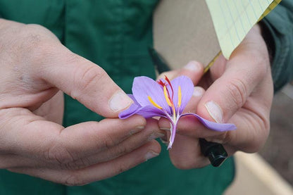 Heray Afghan Saffron, Superior Negin Quality