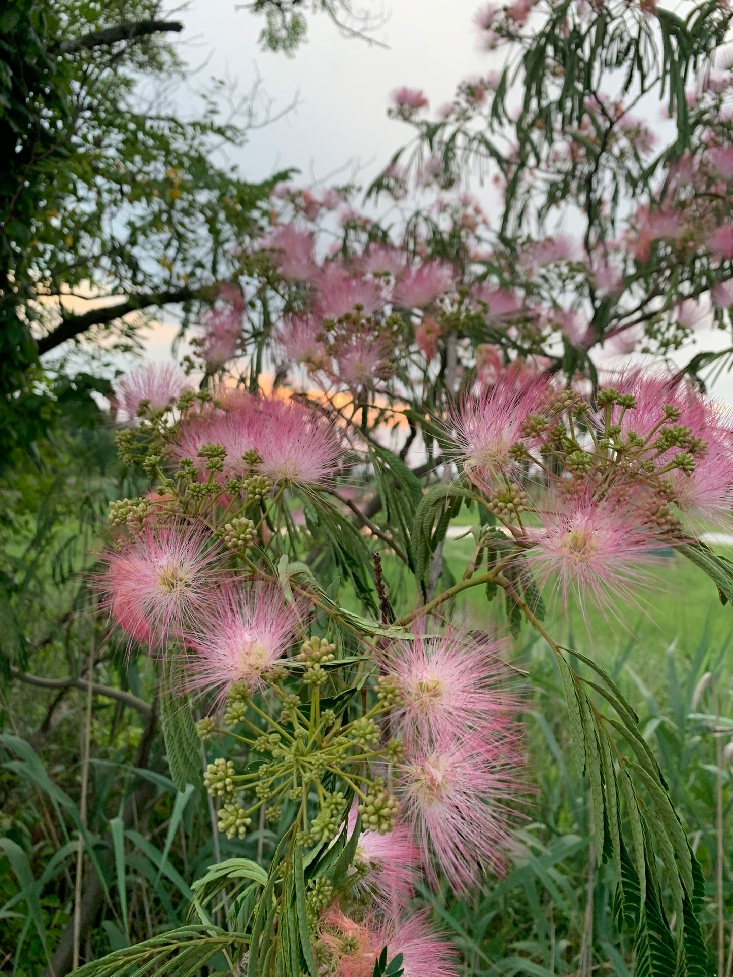 Calm Balance: Mimosa Flower & Bark Herbal Tincture