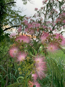 Calm Balance: Mimosa Flower & Bark Herbal Tincture