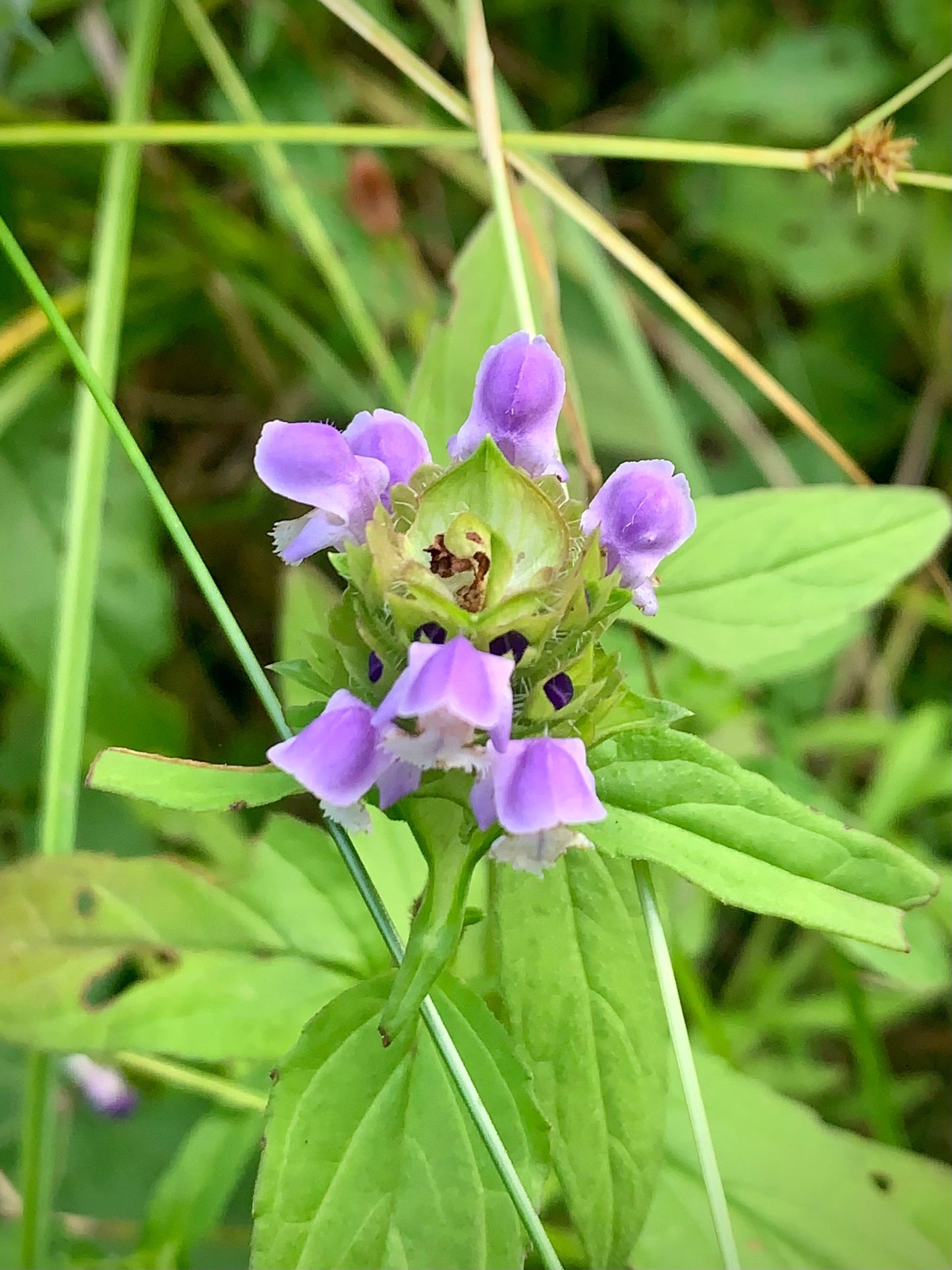VEGAN SELF HEAL • Salve & healing lotion for cuts, burns, and wounds with Self Heal, Calendula, Goldenrod, and Chamomile ⭐️ ON SALE ⭐️