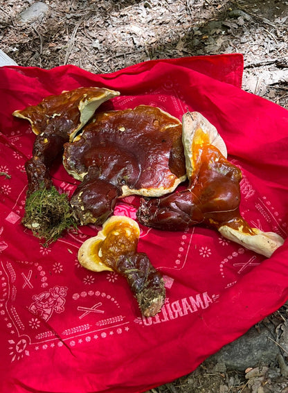 Healthy Brain: Lion's mane, Reishi and Turkey Tail Mushroom Herbal Tincture