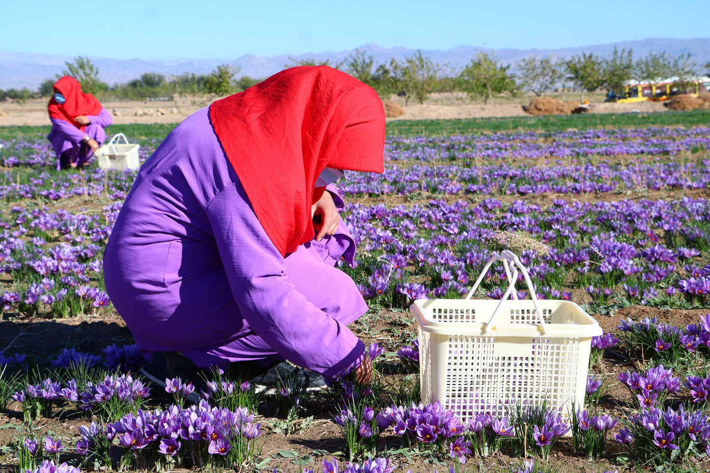 Heray Saffron Superior Negin Quality