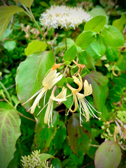 Vegan Sweet Nectar Scented Salve • Honeysuckle-infused hydrating lotion & natural perfume ⭐️ ON SALE ⭐️