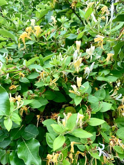 Vegan Sweet Nectar Scented Salve • Honeysuckle-infused hydrating lotion & natural perfume ⭐️ ON SALE ⭐️