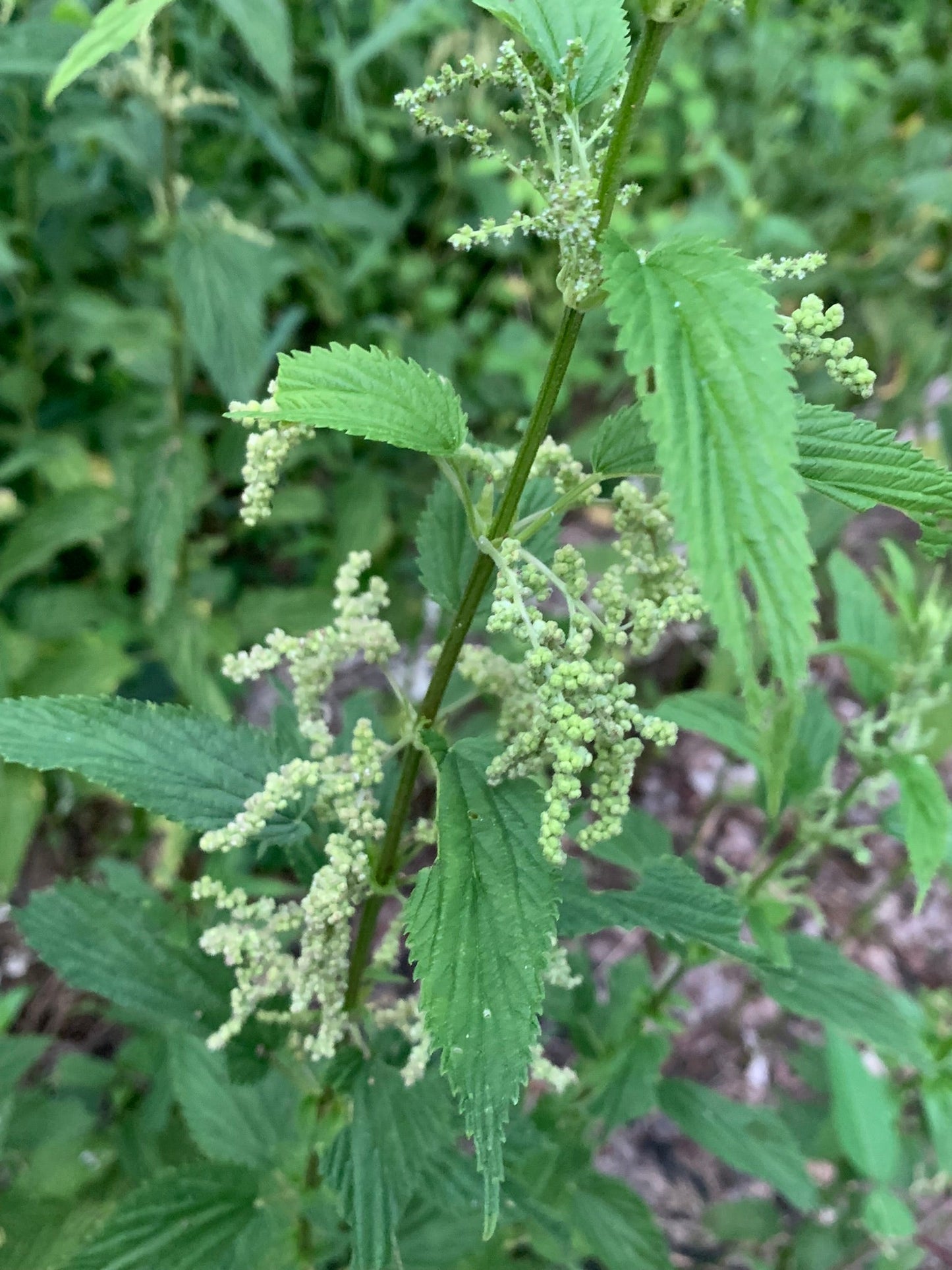 CLEANSE & RELIEF • Anti-inflammatory, nervine & allergy support • Looseleaf herbal tea with Goldenrod, Stinging nettle, and Chamomile • 100% Wildcrafted & organic ⭐️ ON SALE ⭐️