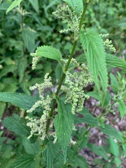 CLEANSE & RELIEF • Anti-inflammatory, nervine & allergy support • Looseleaf herbal tea with Goldenrod, Stinging nettle, and Chamomile • 100% Wildcrafted & organic ⭐️ ON SALE ⭐️