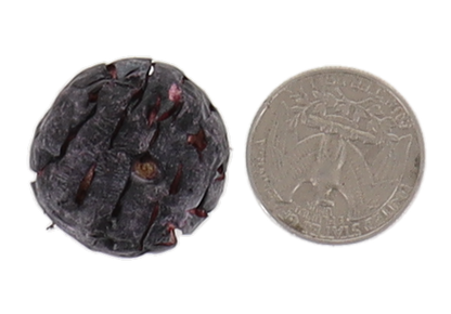 Freeze Dried JUMBO Blueberries