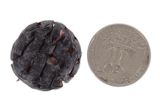 Freeze Dried JUMBO Blueberries - Vegan America