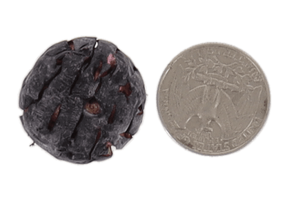 Freeze Dried JUMBO Blueberries - Vegan America
