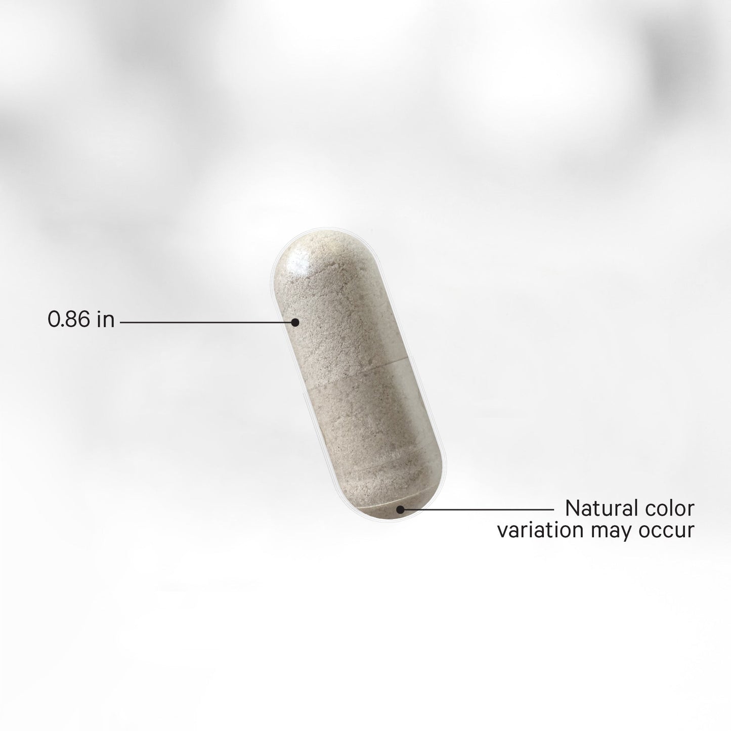 Mimosa Pudica Seed + Capsules