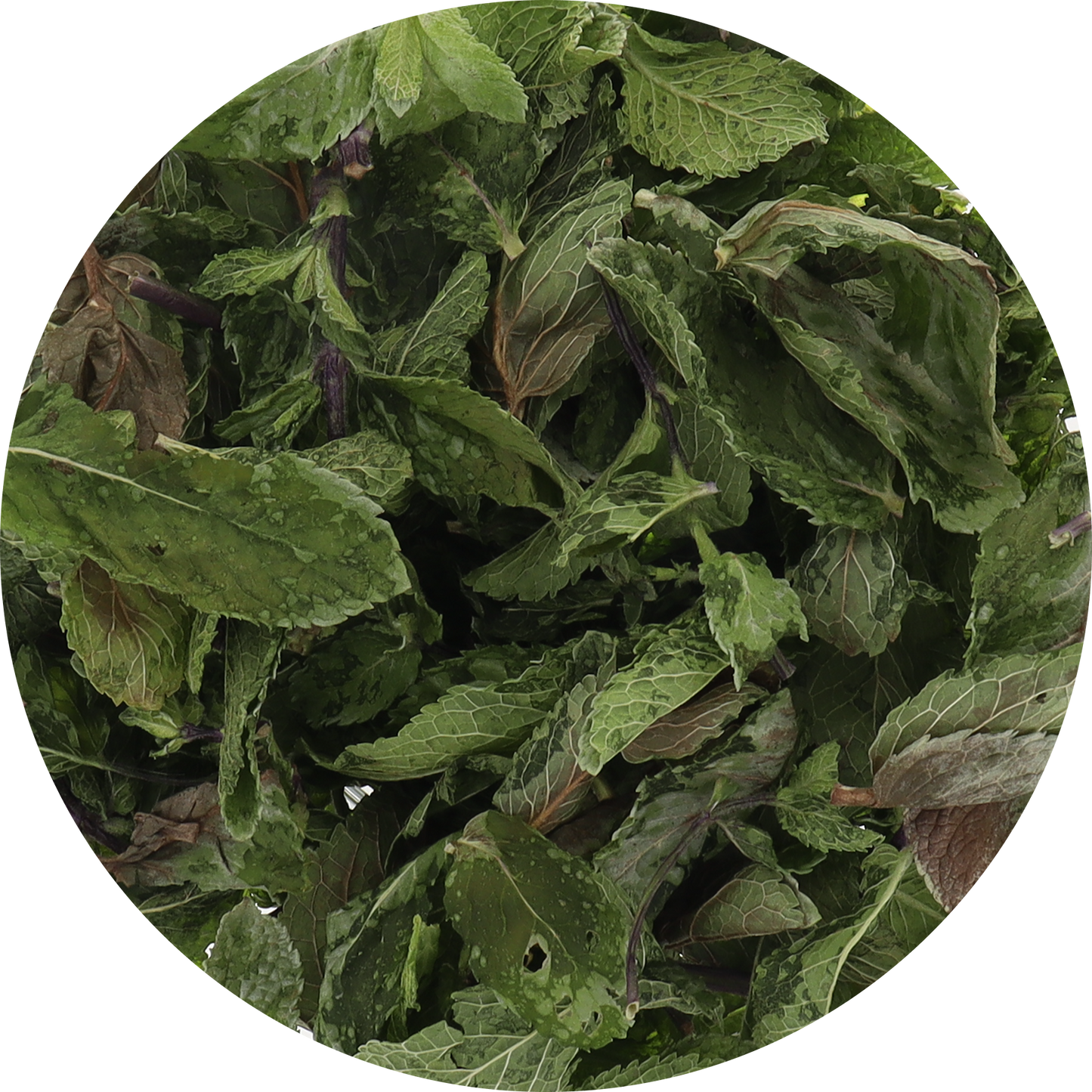 Freeze Dried Mint