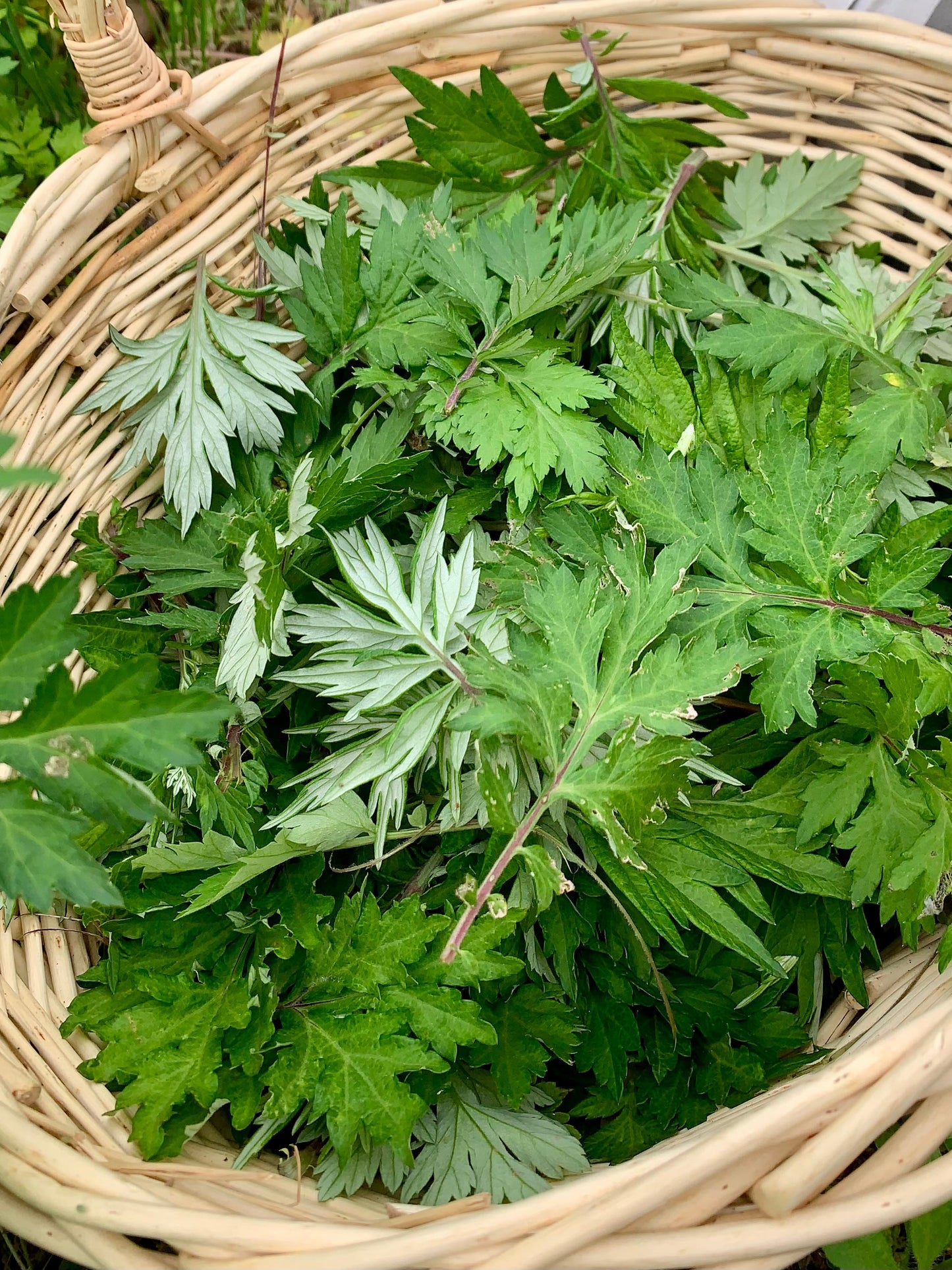 DREAMY | Loose herbal smoking blend • Organic & wildcrafted mullein, mugwort, mint, and sage for calming, sweet dreams, and relaxation