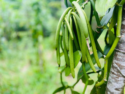Madagascar Vanilla Beans-4 Grade A Pods