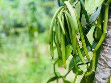 Madagascar Vanilla Beans 1 lb ~ (125 Grade A Pods)