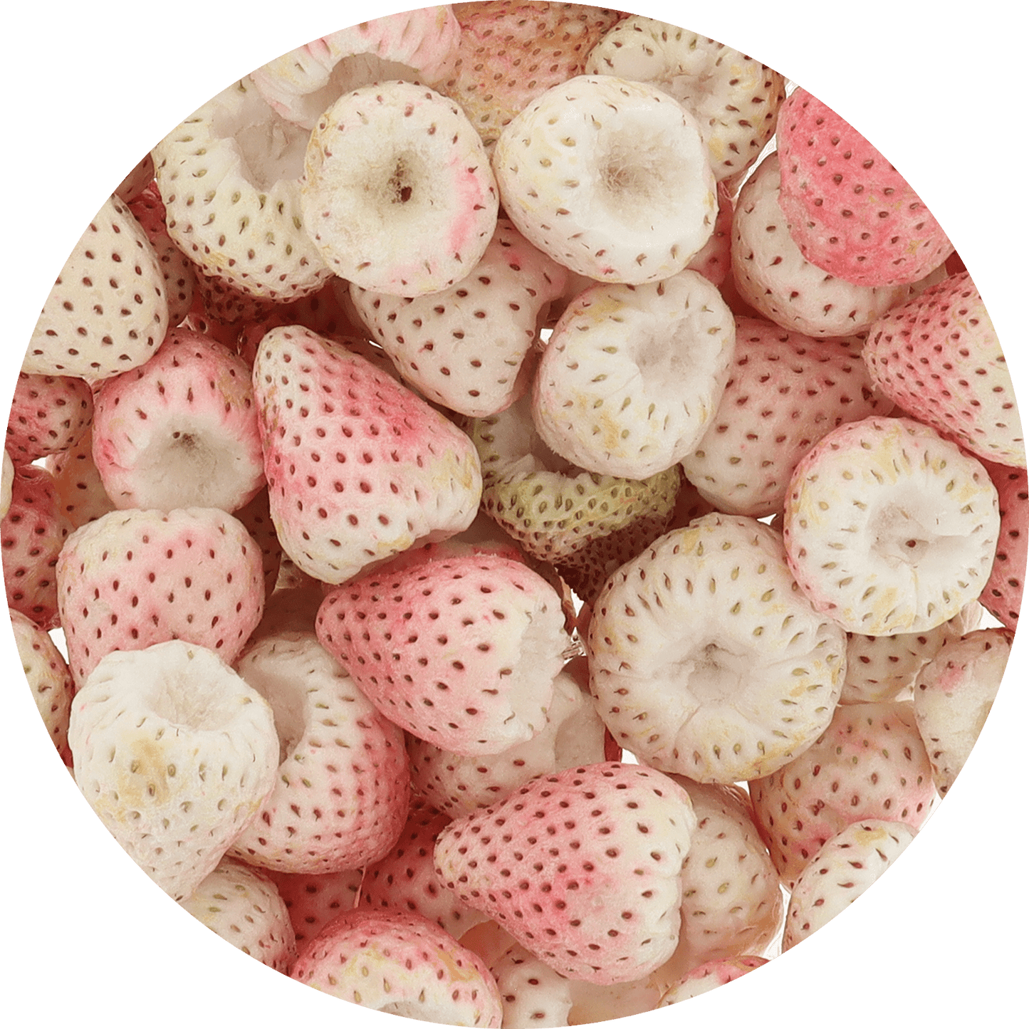 Freeze Dried Pineberry - Vegan America