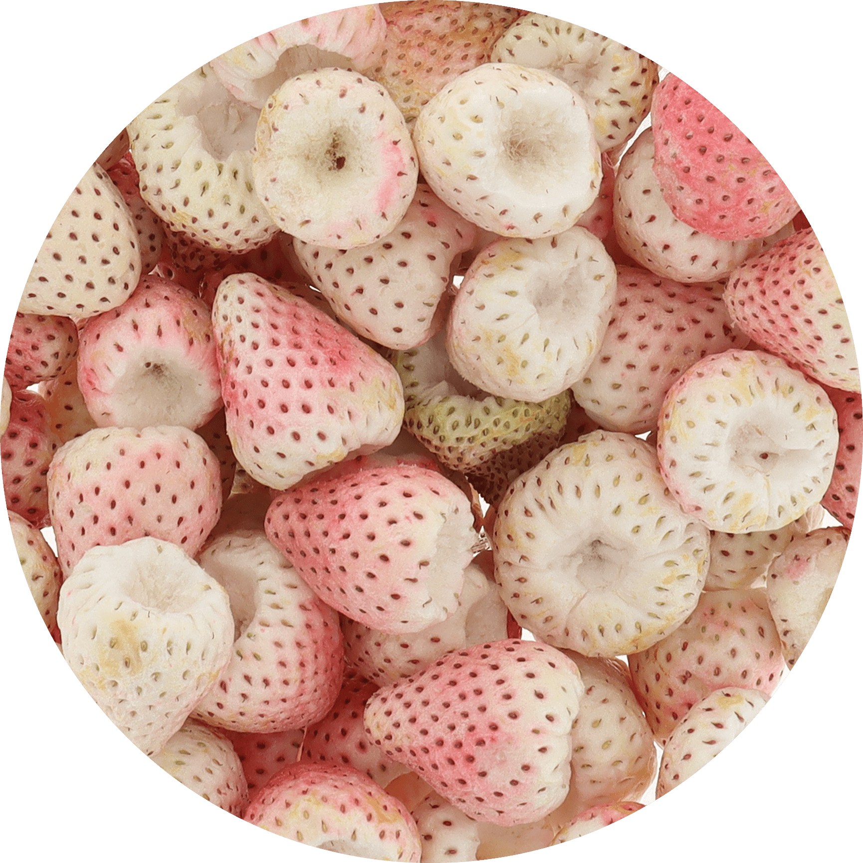 Freeze Dried Pineberry - Vegan America