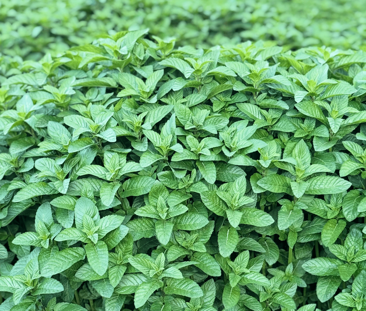 Herati Mint Leaves Extra Aromatic - Single Origin - Vegan America