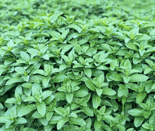 Herati Mint Leaves Extra Aromatic - Single Origin - Vegan America
