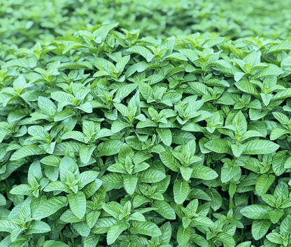 Herati Mint Leaves Extra Aromatic - Single Origin - Vegan America