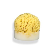Sea Sponge Soap