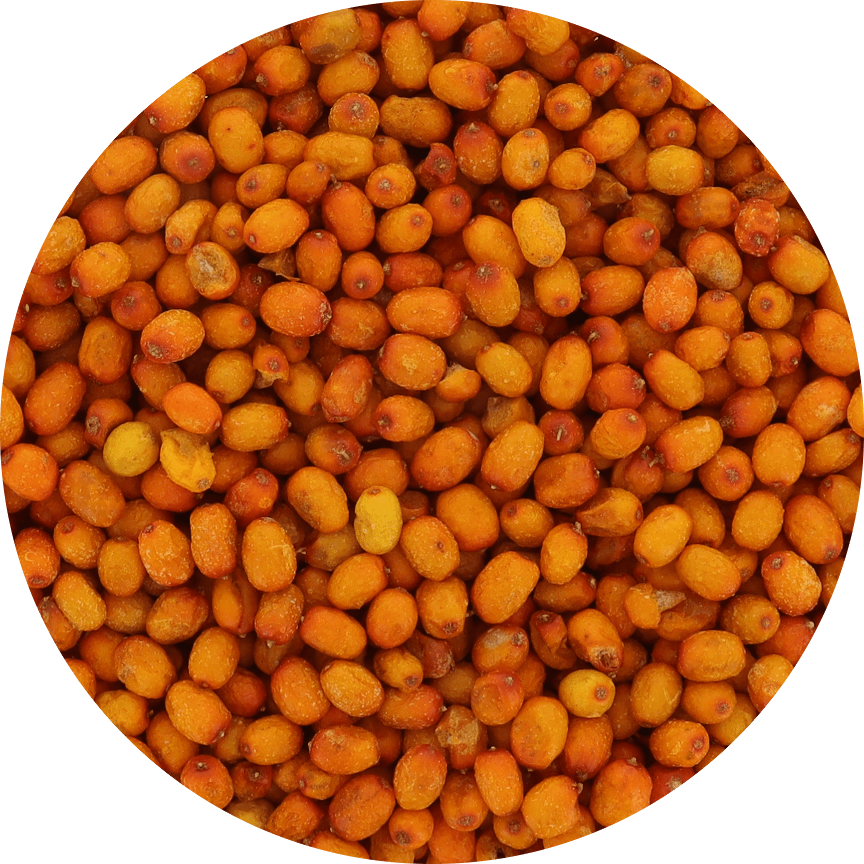 Freeze Dried Wild Sea Buckthorn - Vegan America