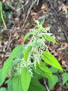 BREATHE EASY | Mullein & Stinging Nettle herbal tincture with organic & wildcrafted ingredients