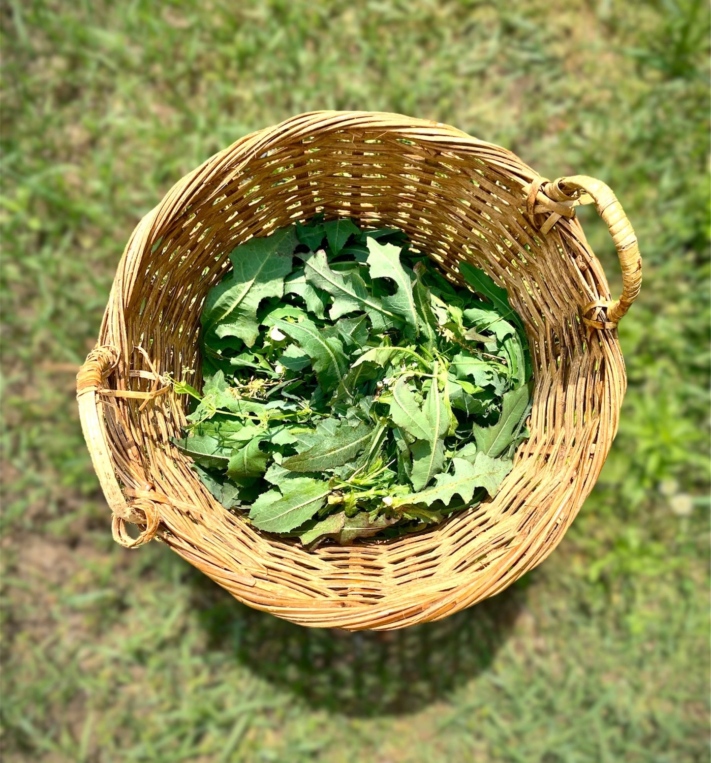 Pain Support: Wild Lettuce Herbal Tincture | Organic & Wildcrafted