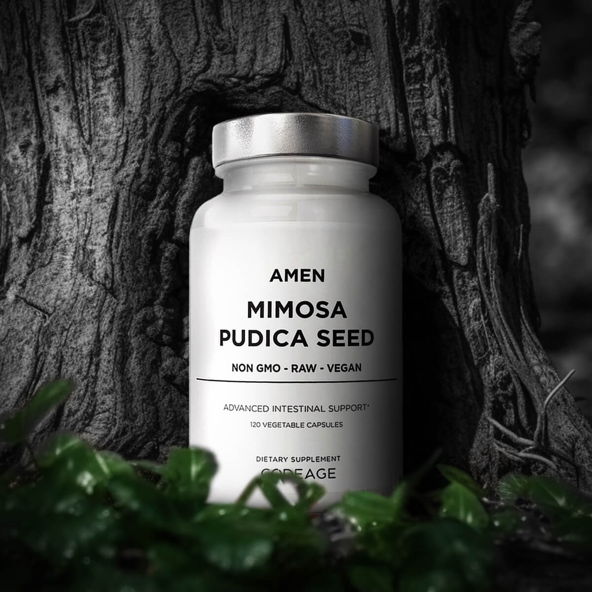 Amen Mimosa Pudica Seed