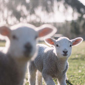 Vegan Animal Sanctuary Fund - Vegan America